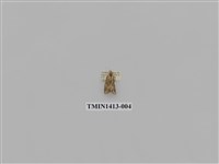 藏品(夜蛾科)的圖片